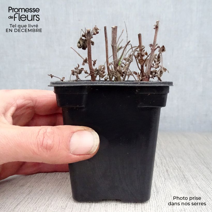 Amostra de Menthe buddleia - Mentha longifolia Buddleja Vaso de 8/9 cm tal como entregue no inverno