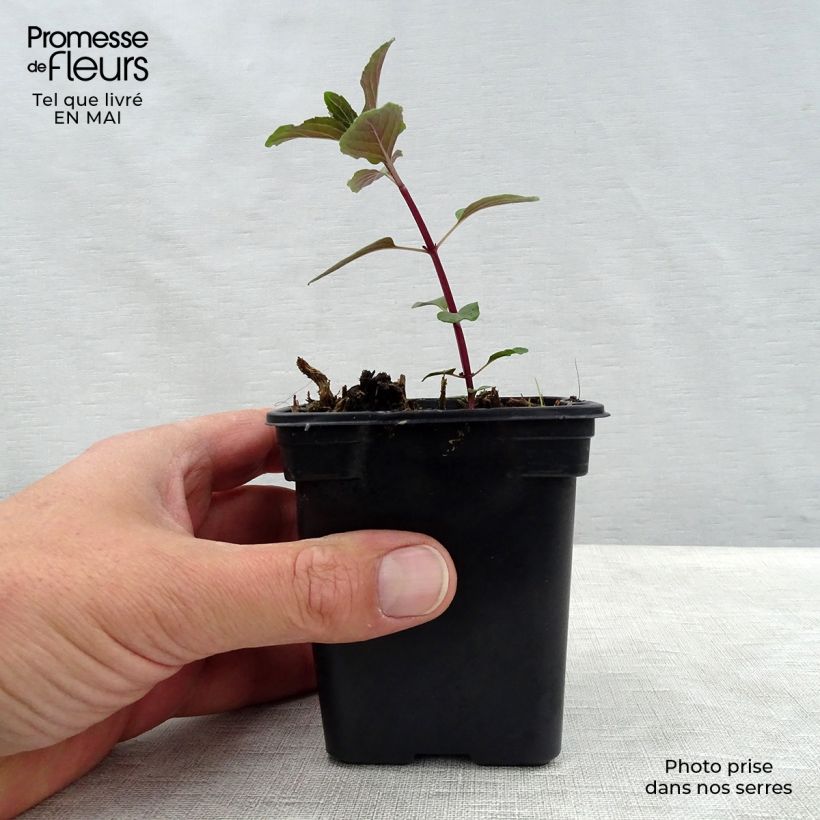 Amostra de Hortelã chocolate - Mentha x piperita schocominze Vaso de 8/9 cm tal como entregue na primavera
