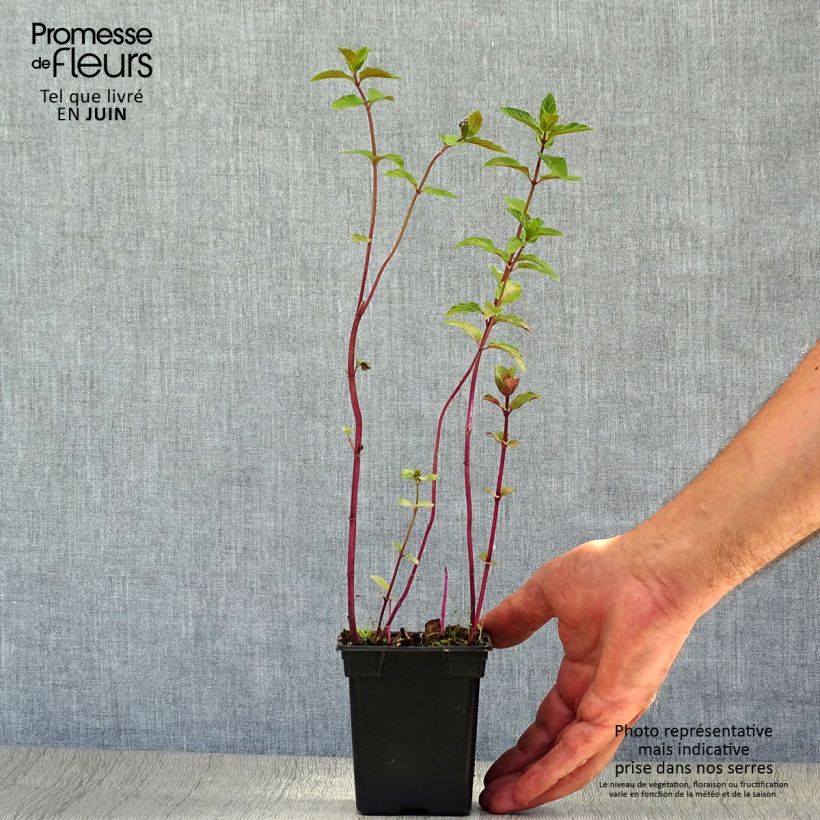 Amostra de Hortelã chocolate - Mentha x piperita schocominze Vaso de 8/9 cm tal como entregue no verão