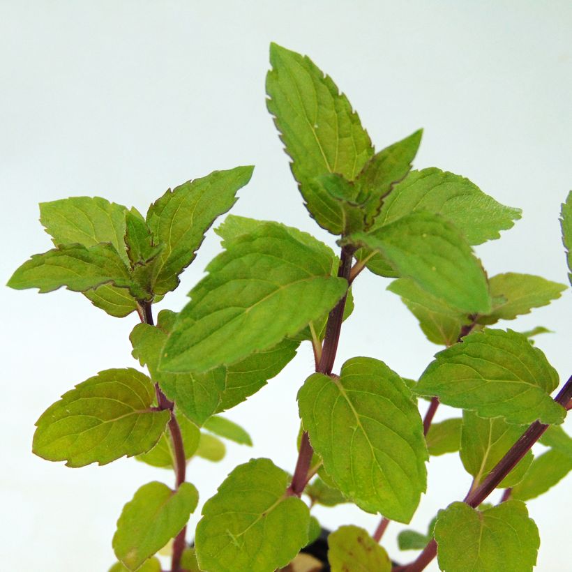 Hortelã chocolate - Mentha x piperita schocominze (Folhagem)