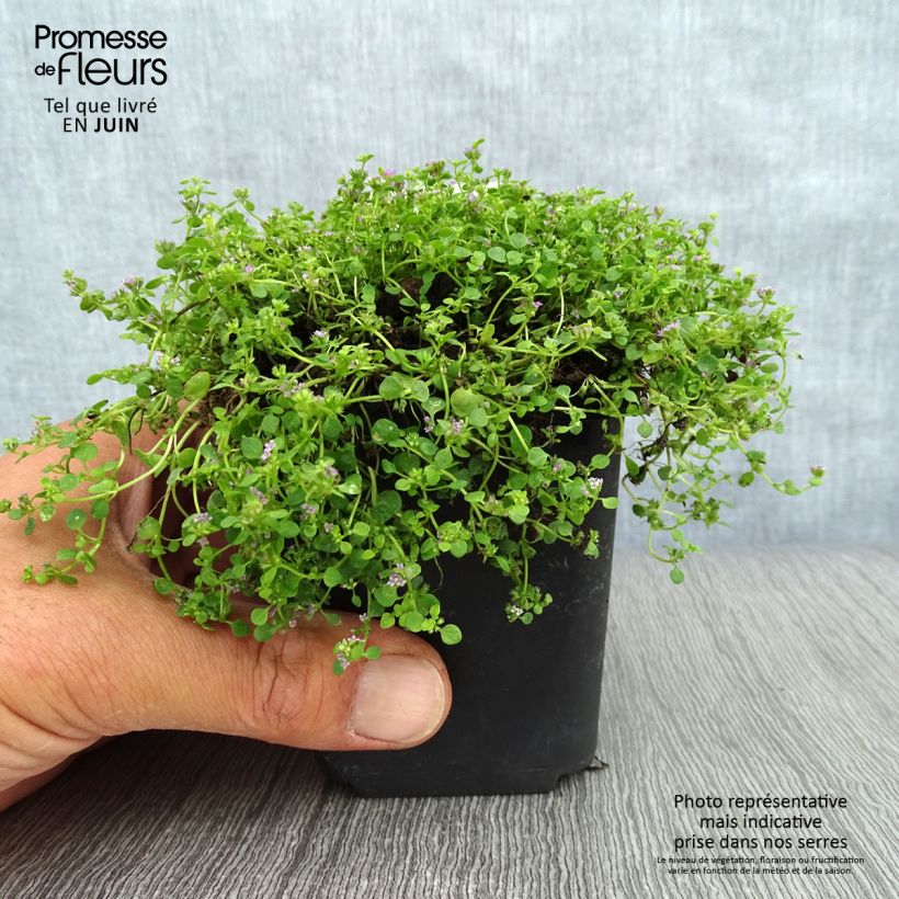 Amostra de Mentha requienii Vaso de 8/9 cm tal como entregue no verão
