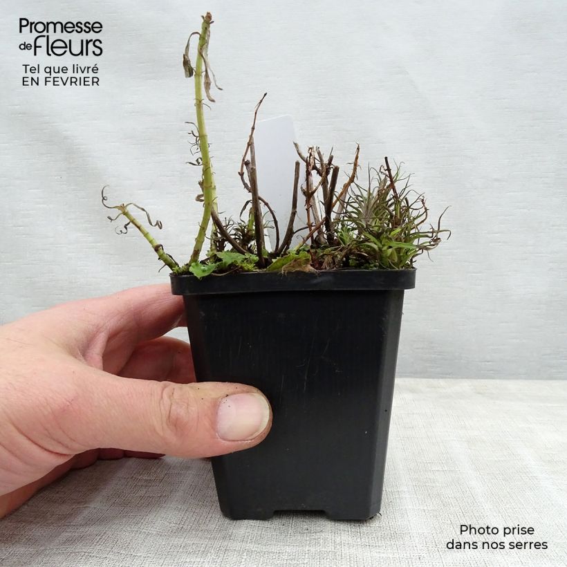 Amostra de Menthe des Cerfs - Mentha cervina Vaso de 8/9 cm tal como entregue no inverno