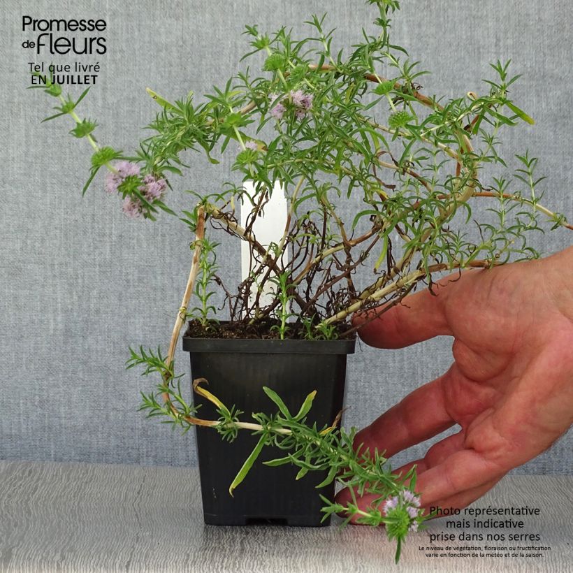 Amostra de Hortelã-dos-campos Vaso de 8/9 cm tal como entregue no verão