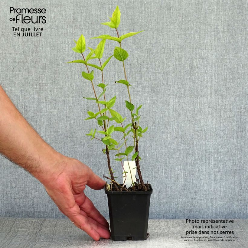 Amostra de Pycnanthemum muticum Vaso de 8/9 cm tal como entregue no verão