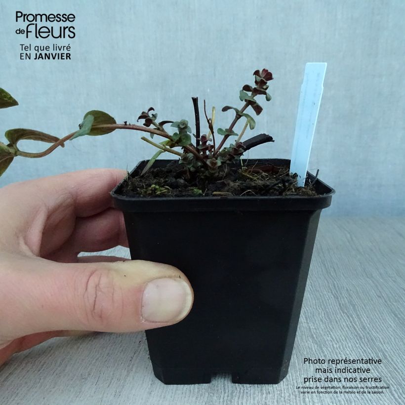 Amostra de Pycnanthemum muticum Vaso de 8/9 cm tal como entregue no inverno
