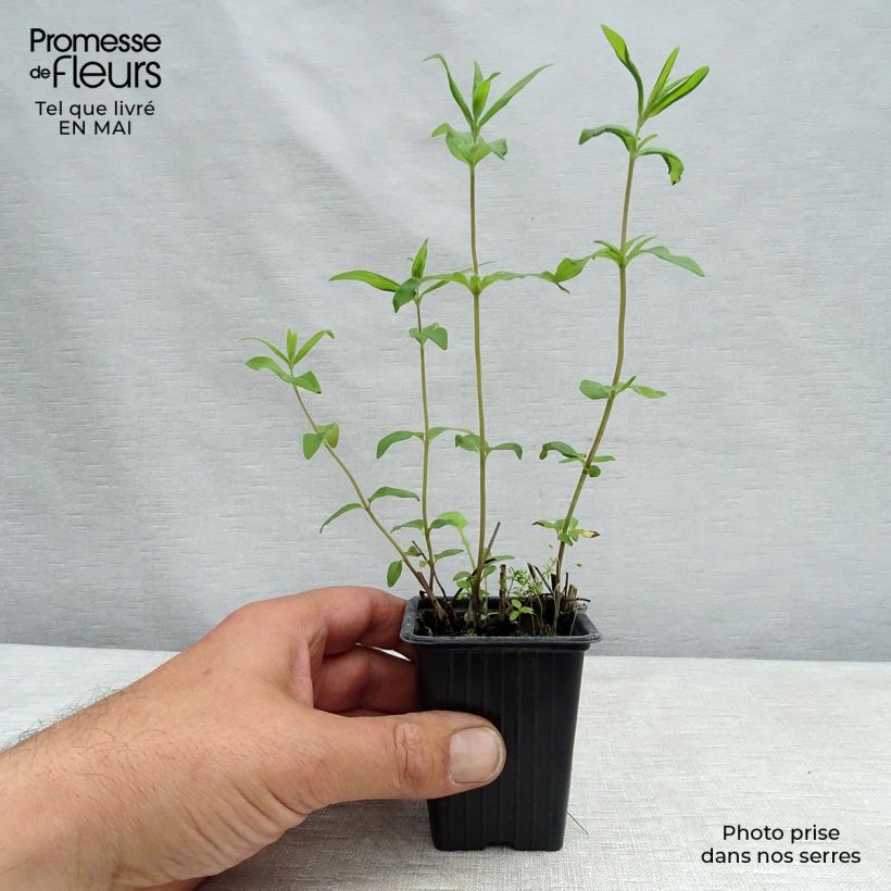 Amostra de Hortelã-da-montanha-americana - Pycnanthemum pilosum Vaso de 8/9 cm tal como entregue na primavera