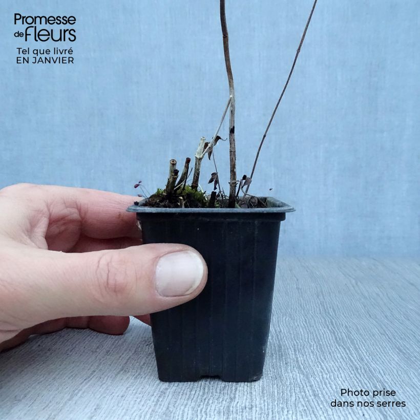 Amostra de Menthe des montagnes d'Amérique - Pycnanthemum pilosum Vaso de 8/9 cm tal como entregue no inverno