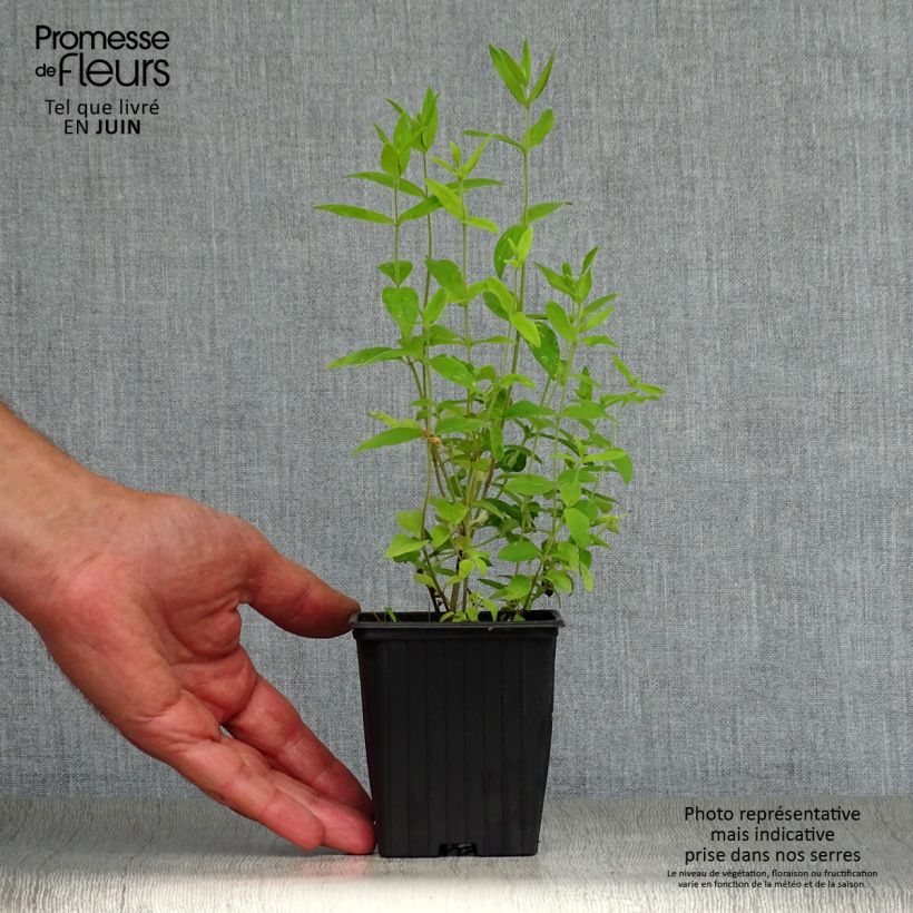 Amostra de Hortelã-da-montanha-americana - Pycnanthemum pilosum Vaso de 8/9 cm tal como entregue no verão