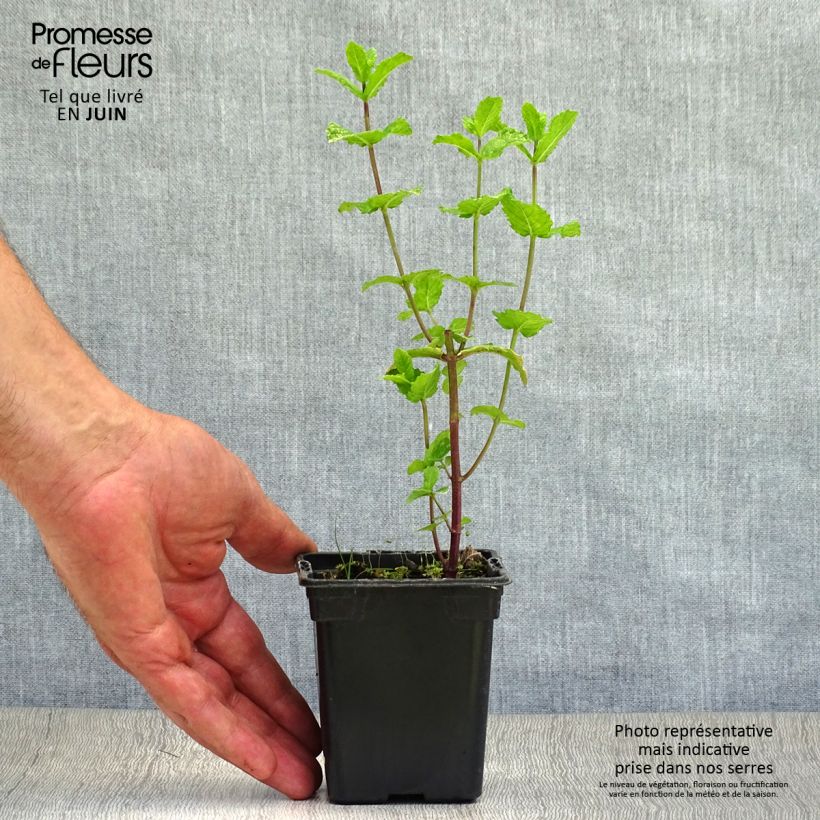 Amostra de Hortelã espanhola plantas jovens biológicas Vaso de 8/9 cm tal como entregue no verão