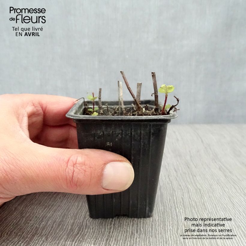 Amostra de Hortelã espanhola plantas jovens biológicas Vaso de 8/9 cm tal como entregue na primavera