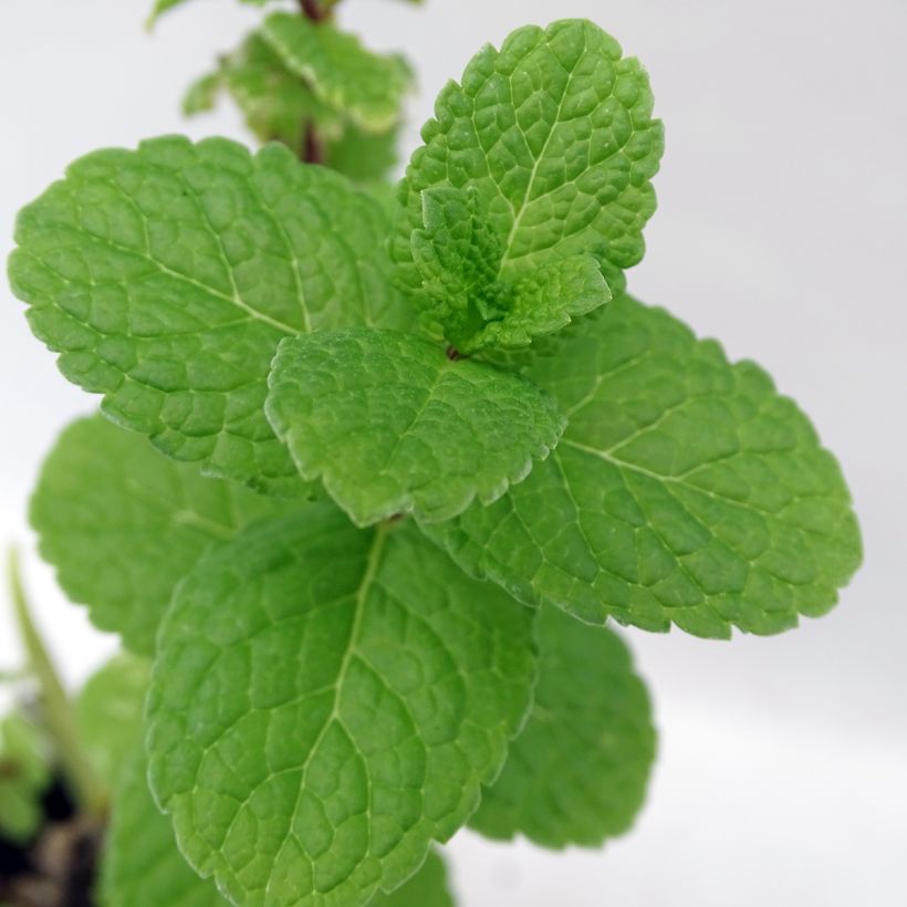 Hortelã-verde-espanhola - Mentha spicata Spanish (Folhagem)