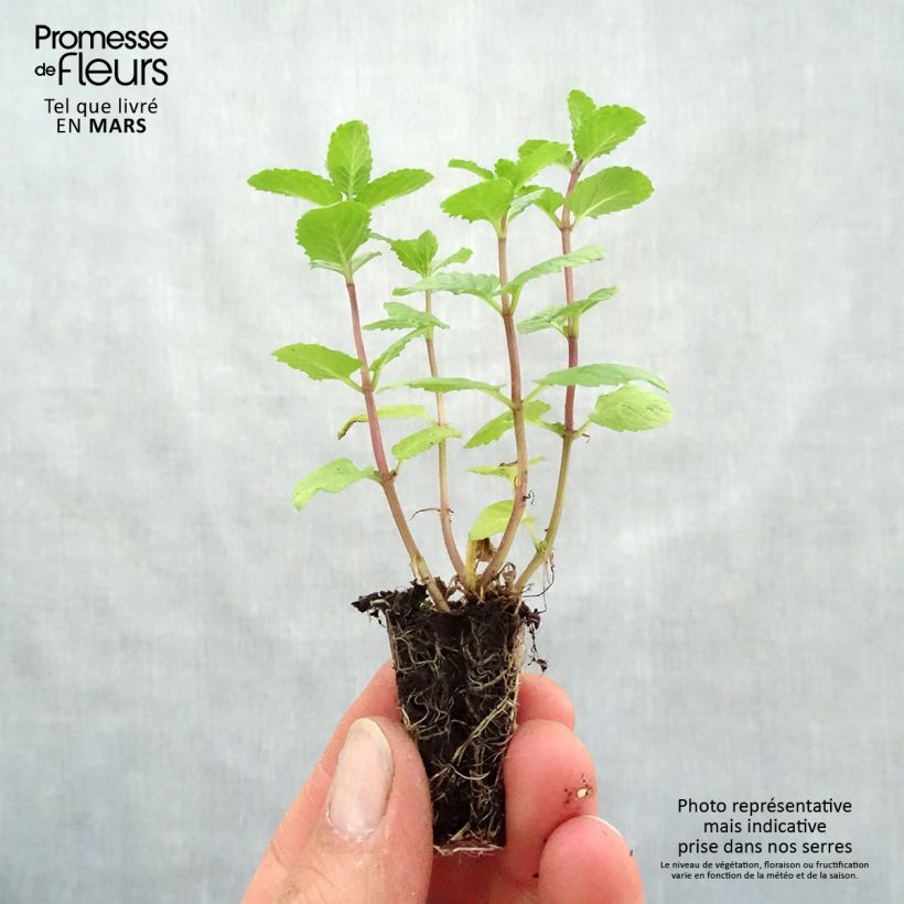 Amostra de Menthe espagnole en plants BIO Mini-torrão Ø 3/4 cm tal como entregue na primavera
