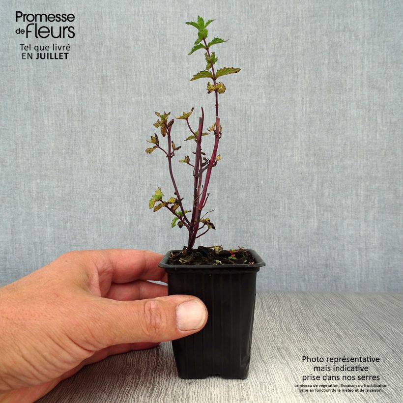 Amostra de Hortelã-crespa Bio - Mentha spicata Crispa Vaso de 8/9 cm tal como entregue no verão