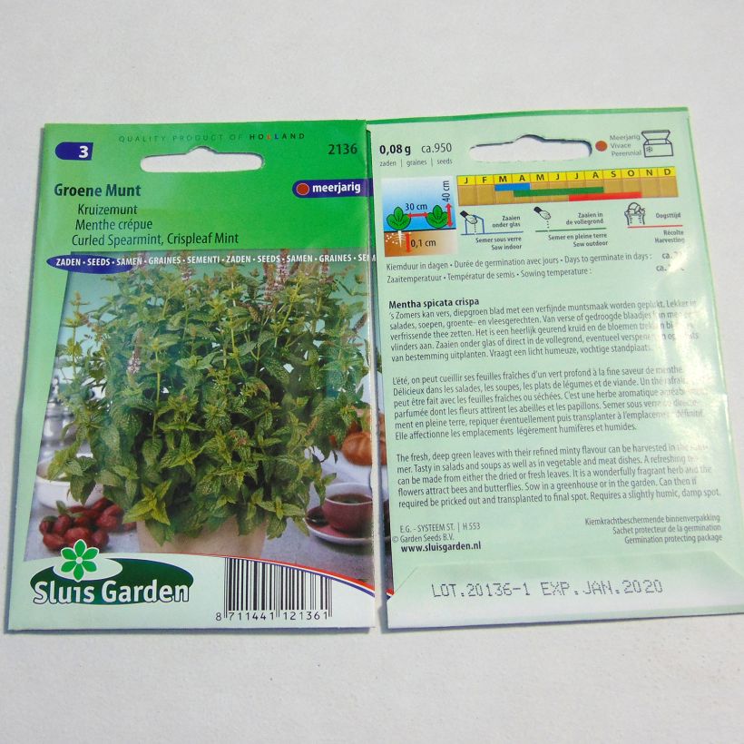 Exemplo de amostra de Menthe frisée ou crépue - Mentha spicata Crispa per pack of 1800 seeds tal como entregue