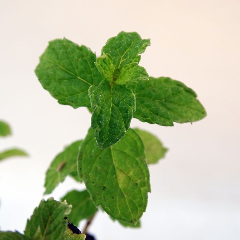 Hortelã-crespa Bio - Mentha spicata Crispa (Folhagem)