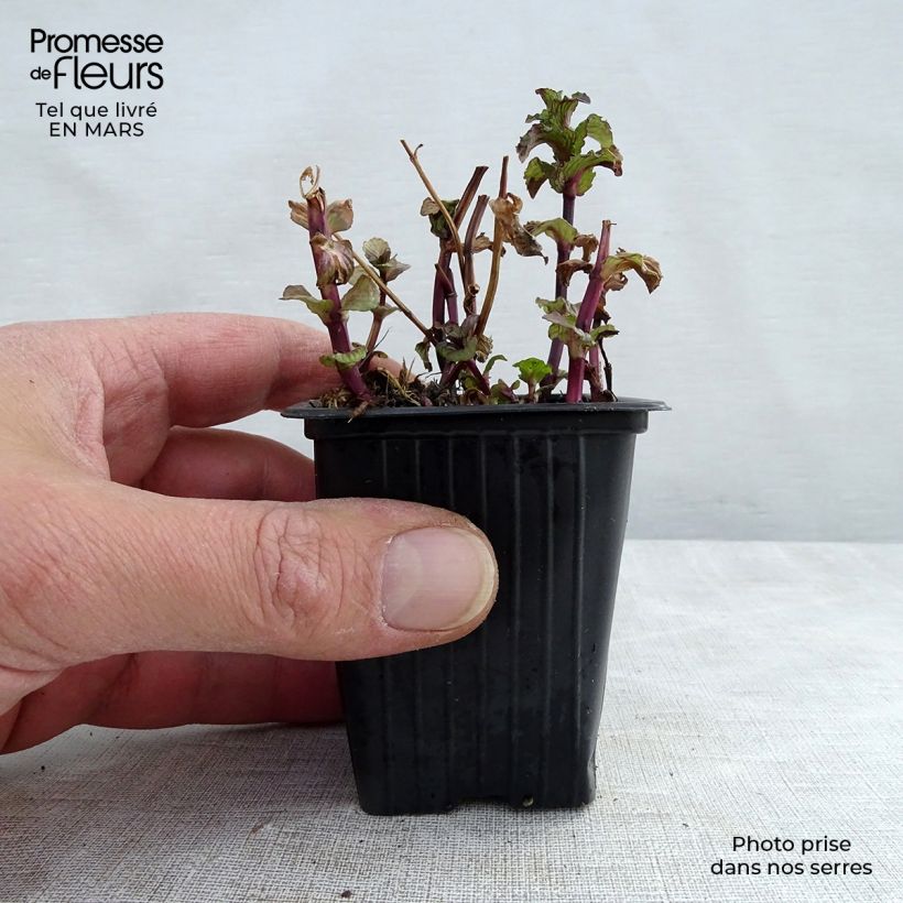 Amostra de Hortelã-crespa Bio - Mentha spicata Crispa Vaso de 8/9 cm tal como entregue na primavera