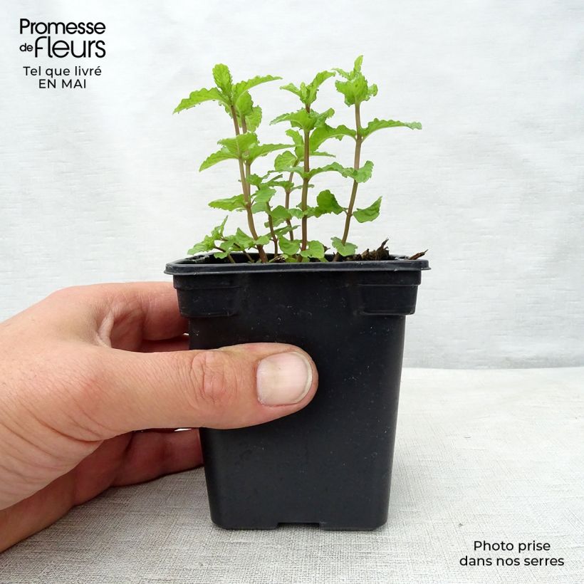 Amostra de Hortelã-marroquina - Mentha spicata Nannah Vaso de 7/8 cm tal como entregue na primavera