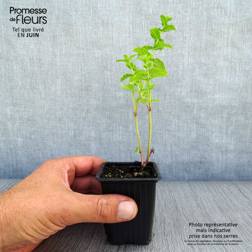 Amostra de Hortelã-marroquina - Mentha spicata Nannah Vaso de 7/8 cm tal como entregue no verão