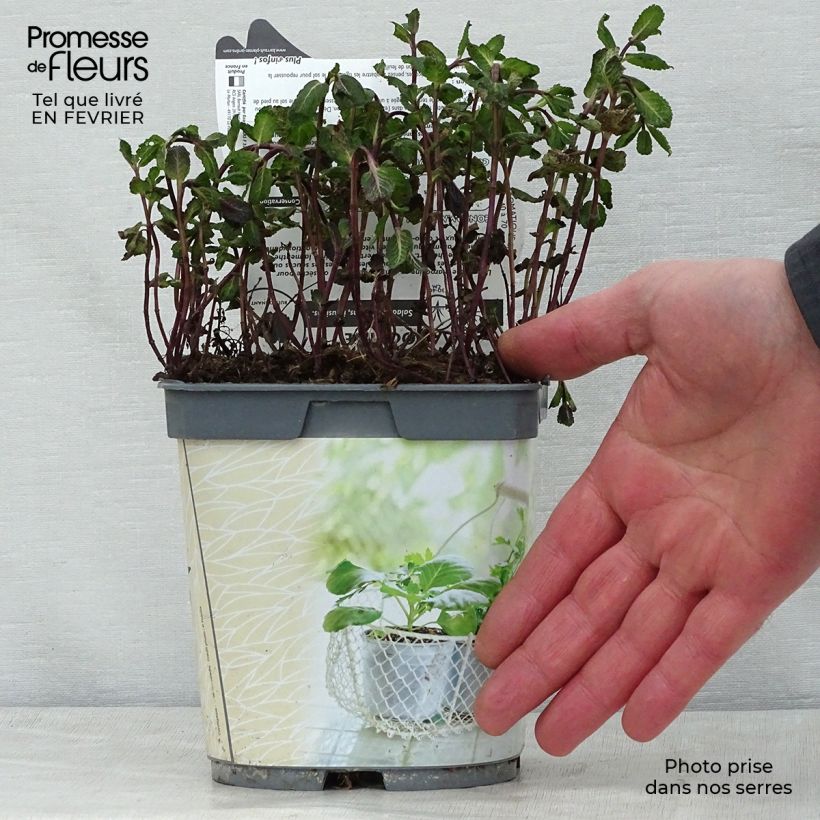 Amostra de Menthe marocaine en plant BIO Pot de 1L/1,5L tal como entregue no inverno