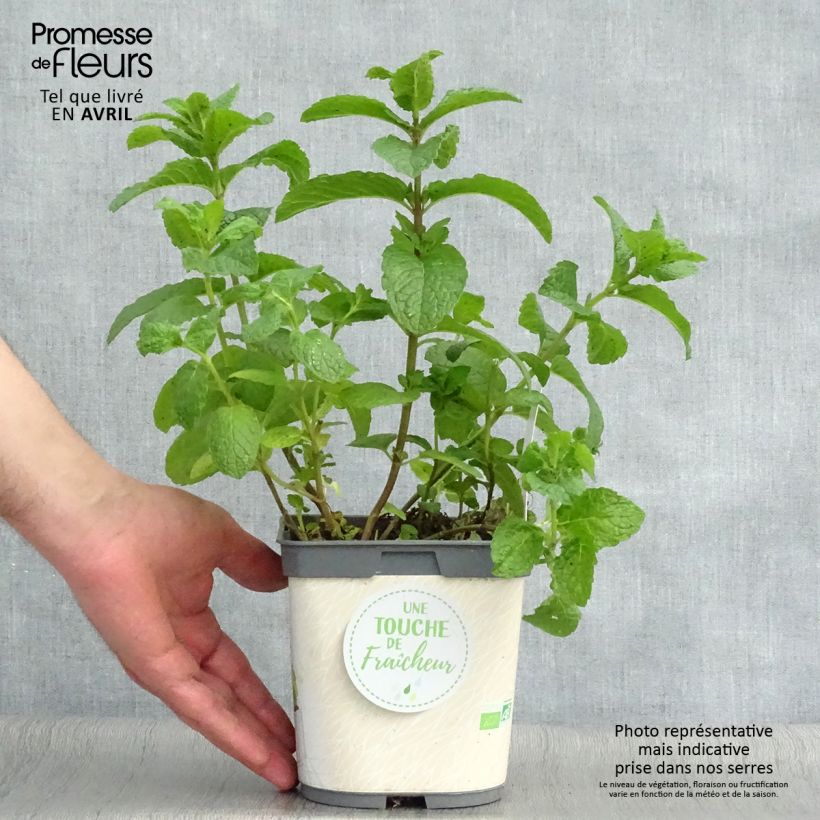 Amostra de Hortelã-marroquina plantas jovens biológicas Vaso de 1 L/1,5 L tal como entregue na primavera