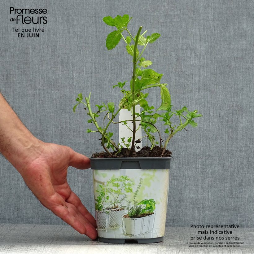 Amostra de Hortelã-marroquina plantas jovens biológicas Vaso de 1 L/1,5 L tal como entregue no verão
