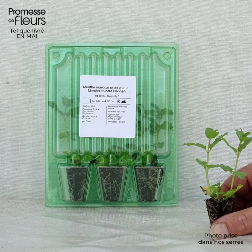 Amostra de Menthe marocaine en plants - Mentha spicata Nannah Mini-motte Ø 3/4 cm tal como entregue na primavera