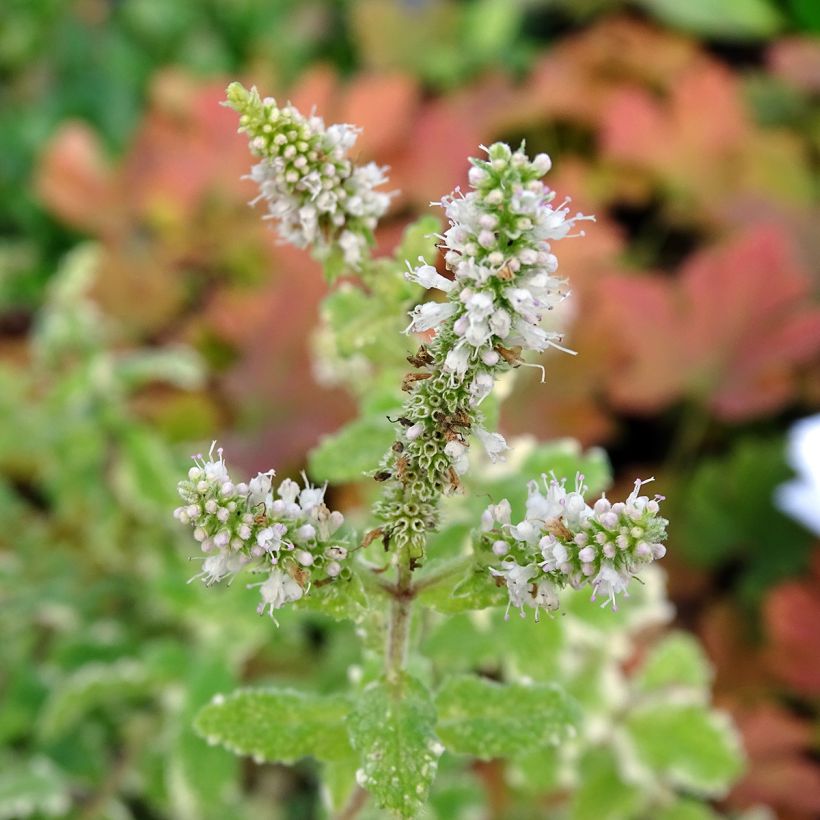 Hortelã-brava-variegada - Mentha suaveolens Variegata (Floração)