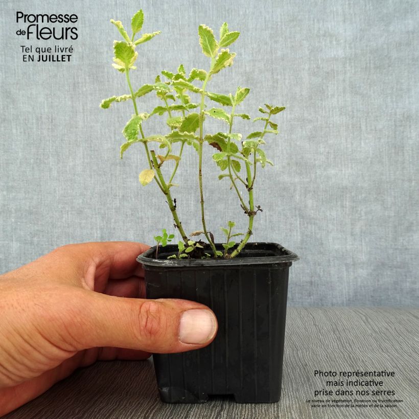 Amostra de Hortelã-brava-variegada - Mentha suaveolens Variegata Vaso de 8/9 cm tal como entregue no verão