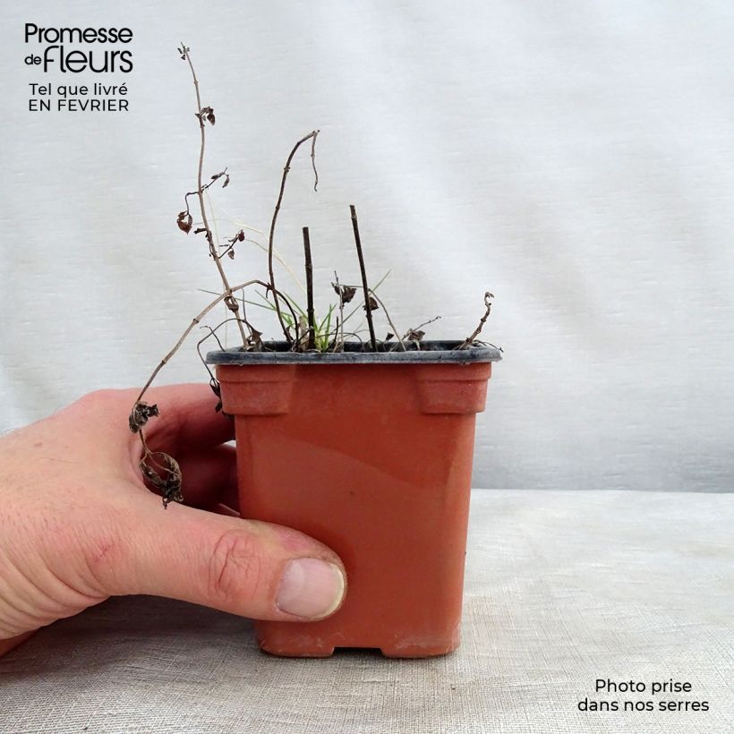 Amostra de Menthe panachée - Mentha suaveolens Variegata Vaso de 8/9 cm tal como entregue no inverno