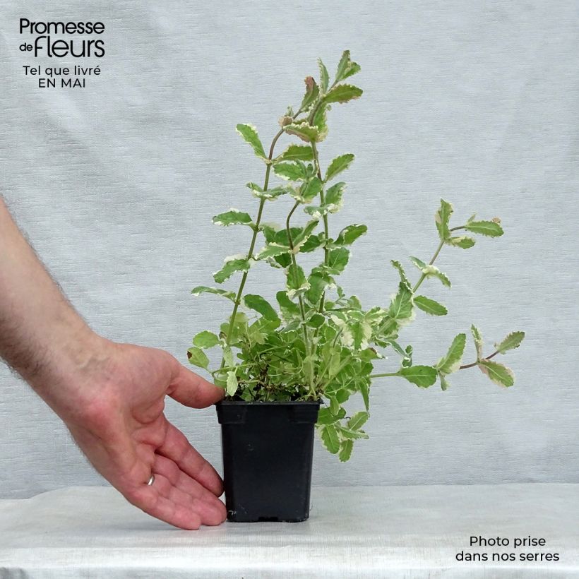 Amostra de Hortelã-brava-variegada - Mentha suaveolens Variegata Vaso de 8/9 cm tal como entregue na primavera