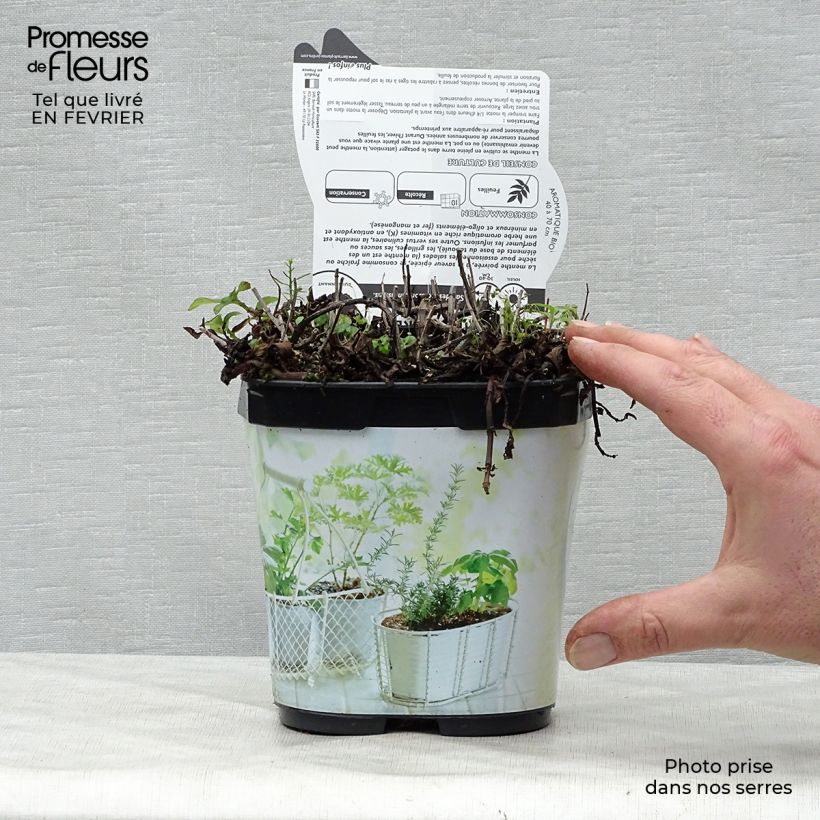 Amostra de Menthe poivrée - Mentha piperata en plant BIO Vaso de 7/8 cm tal como entregue no inverno
