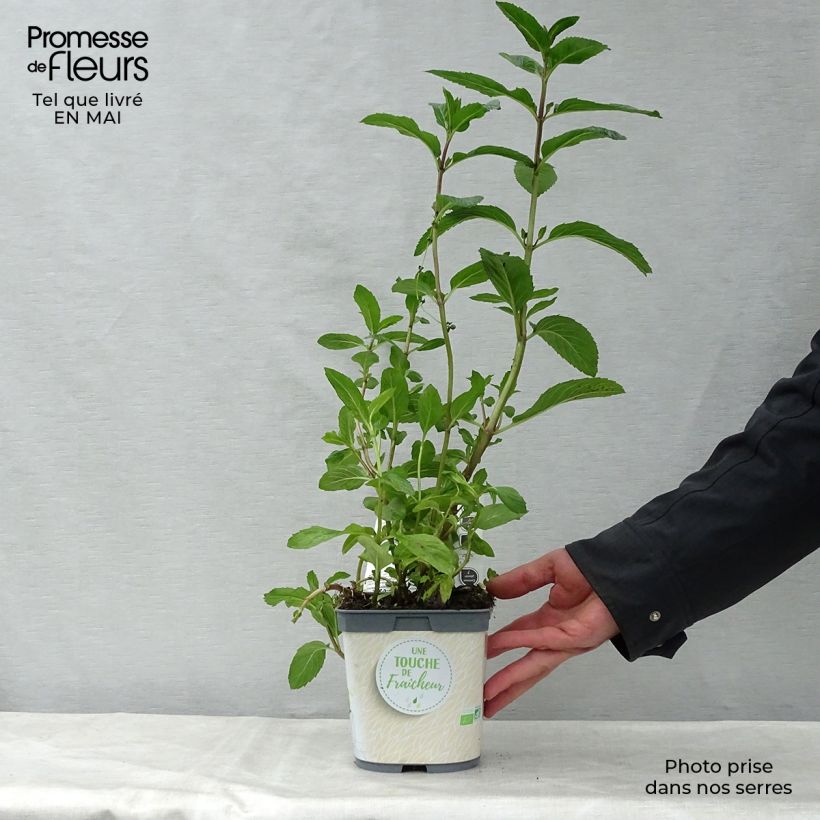 Amostra de Hortelã-pimenta - Mentha piperata plantas jovens biológicas Vaso de 7/8 cm tal como entregue na primavera