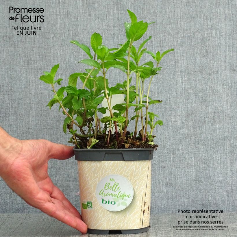 Amostra de Hortelã-pimenta - Mentha piperata plantas jovens biológicas Vaso de 7/8 cm tal como entregue no verão