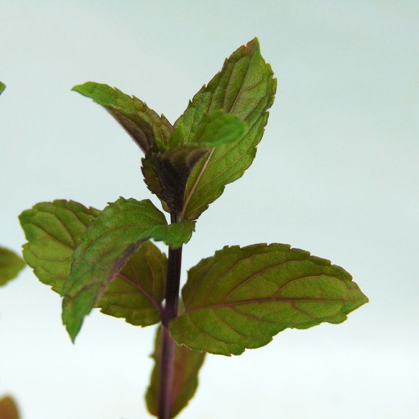 Hortelã-pimenta - Mentha piperita (Folhagem)