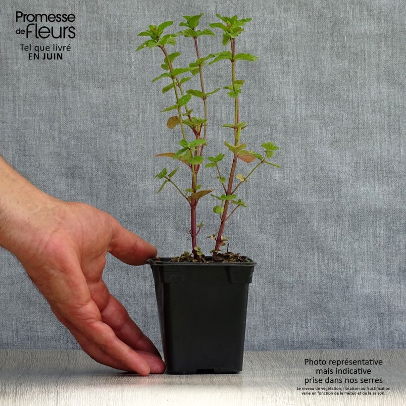 Amostra de Hortelã-pimenta - Mentha piperita Vaso de 8/9 cm tal como entregue no verão