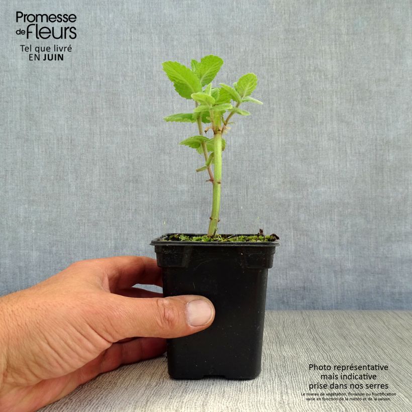 Amostra de Hortelã-brava Applefruit Vaso de 8/9 cm tal como entregue no verão