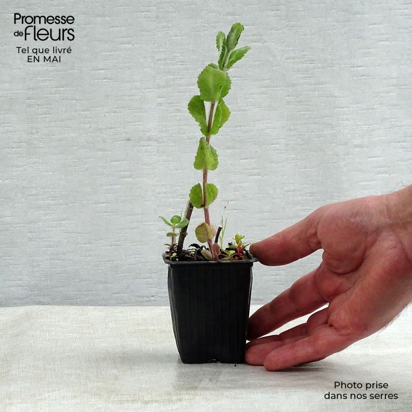 Amostra de Hortelã-brava Applefruit Vaso de 8/9 cm tal como entregue na primavera