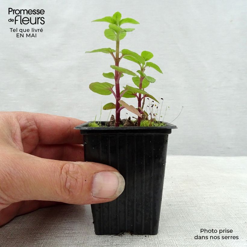 Amostra de Hortelã-pimenta Bio Vaso de 8/9 cm tal como entregue na primavera