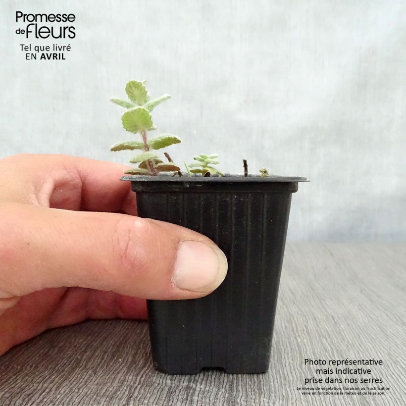 Amostra de Hortelã-doce Bio Vaso de 8/9 cm tal como entregue na primavera