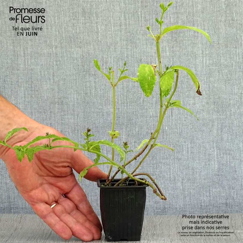 Amostra de Hortelã-pimenta suíça - Mentha x piperita Swiss Vaso de 8/9 cm tal como entregue no verão