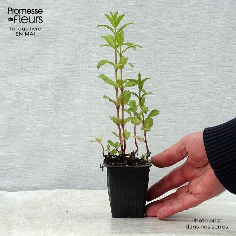 Amostra de Hortelã-pimenta suíça - Mentha x piperita Swiss Vaso de 8/9 cm tal como entregue na primavera
