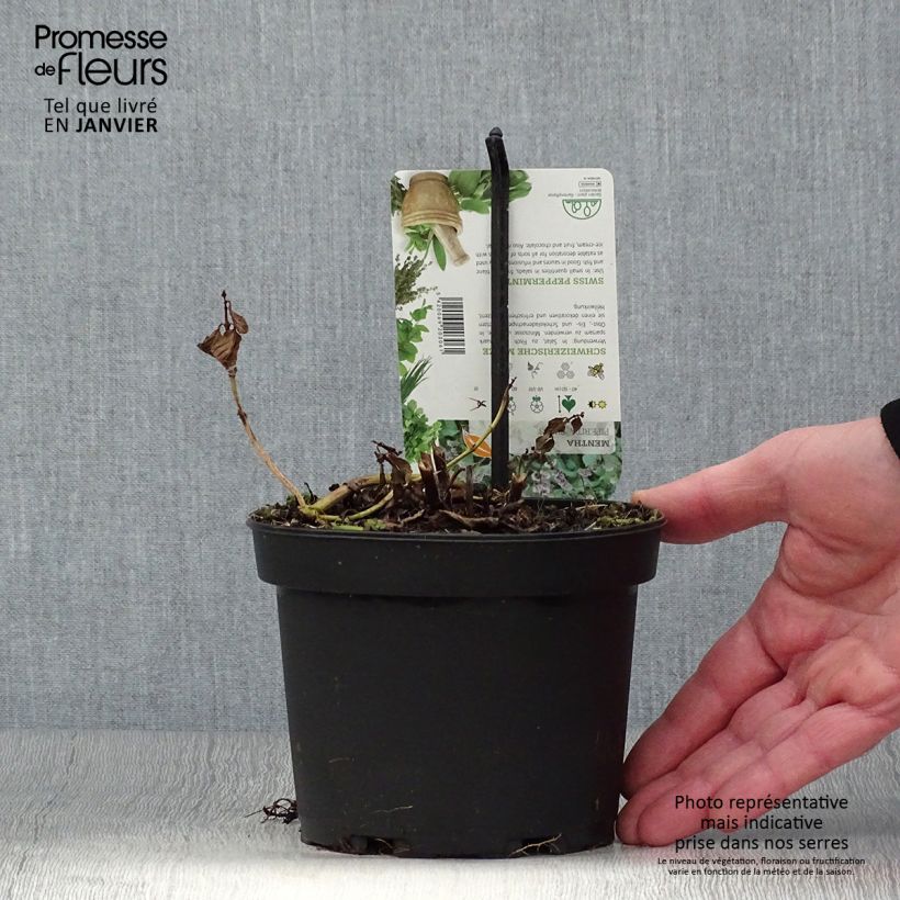 Amostra de Menthe suisse - Mentha x piperita Swiss Vaso de 1,5 L/2 L tal como entregue no inverno