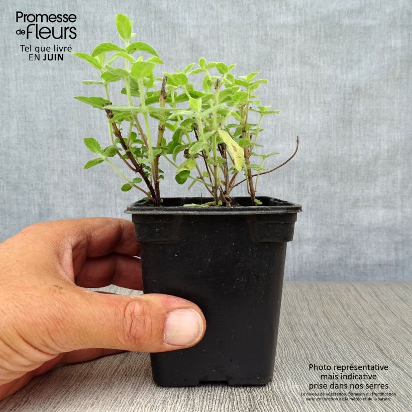 Amostra de Hortelã-tomentosa Bio Vaso de 8/9 cm tal como entregue no verão