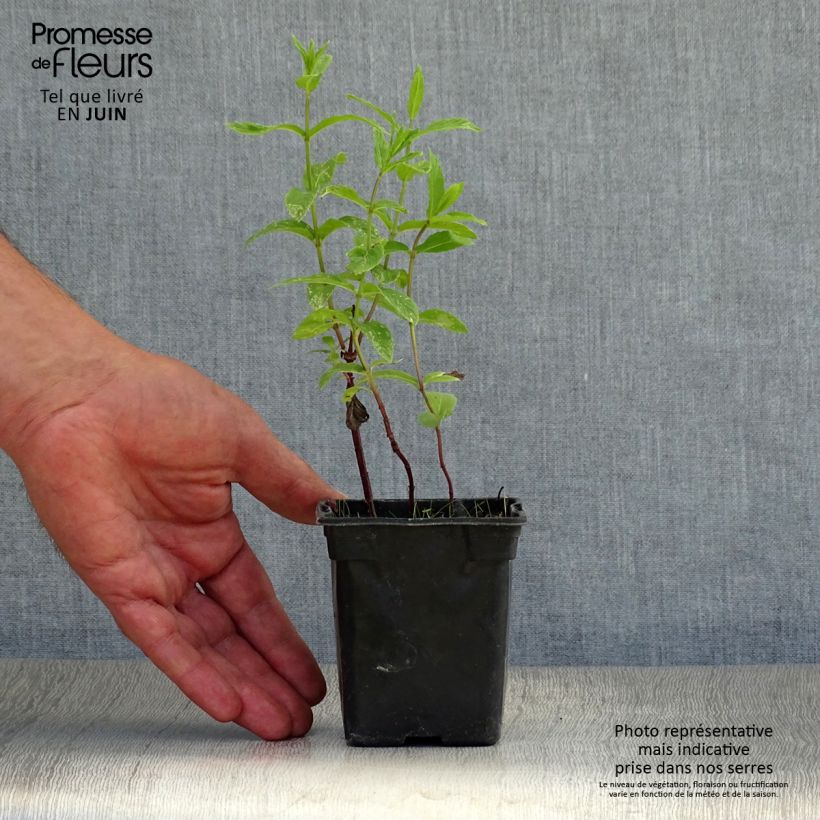 Amostra de Hortelã verde Vaso de 8/9 cm tal como entregue no verão