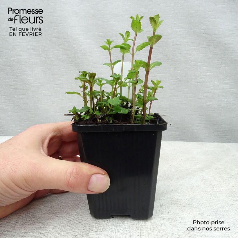 Amostra de Menthe verte - Mentha spicata Vaso de 8/9 cm tal como entregue no inverno
