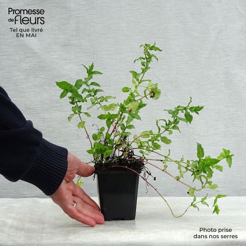 Amostra de Hortelã verde Vaso de 8/9 cm tal como entregue na primavera