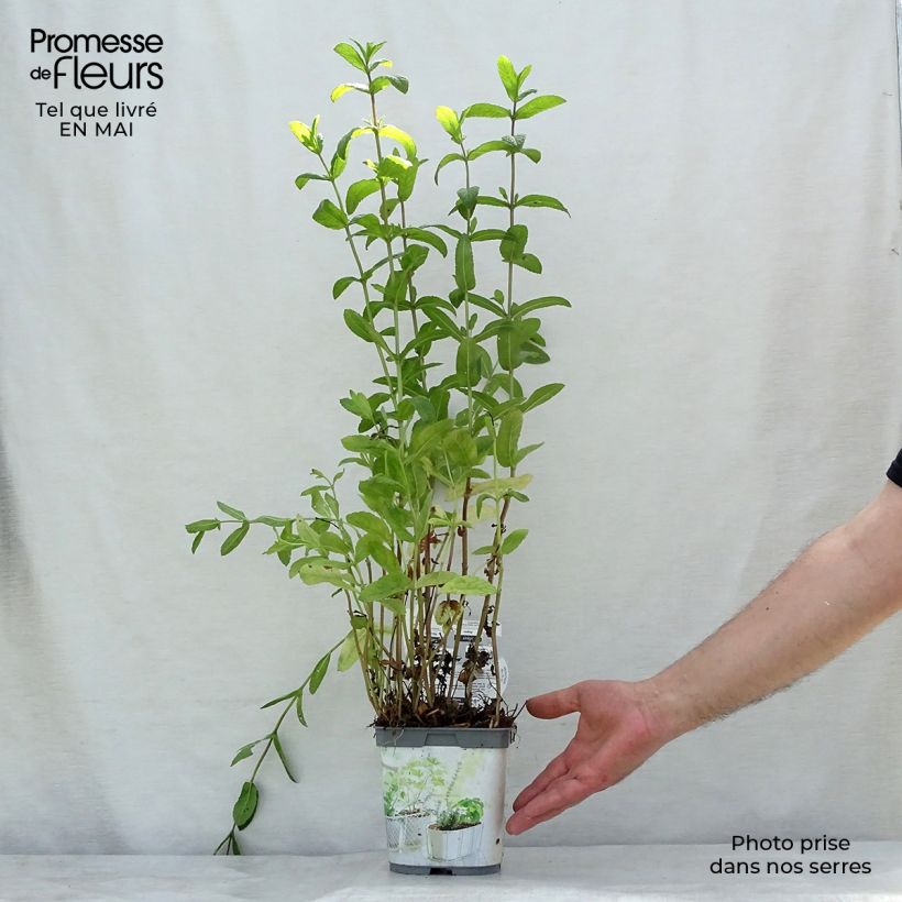 Amostra de Hortelã verde - Mentha spicata Bio plantas jovens Vaso de 2 L/3 L tal como entregue na primavera