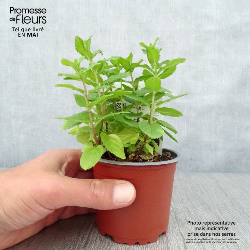 Amostra de Menthe verte - Mentha spicata en plant BIO Vaso de 10 cm/11 cm tal como entregue na primavera