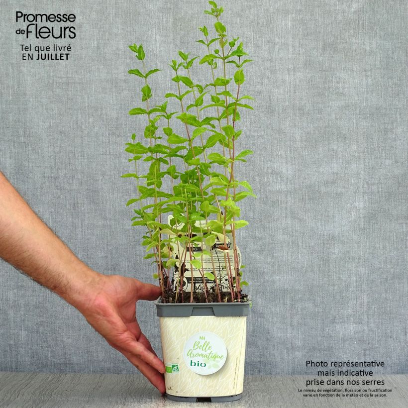 Amostra de Hortelã verde - Mentha spicata Bio plantas jovens Vaso de 2 L/3 L tal como entregue no verão