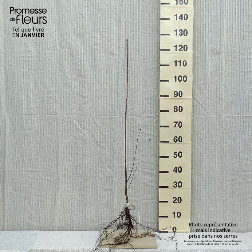 Amostra de Prunus avium Raízes nuas tal como entregue no inverno